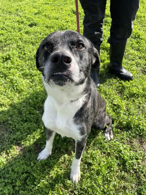 SKYLAR, Adoptable, Young Female Australian Cattle Dog / Blue Heeler.
