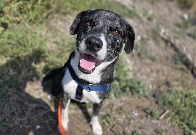 SKYLAR, Adoptable, Young Female Australian Cattle Dog / Blue Heeler.