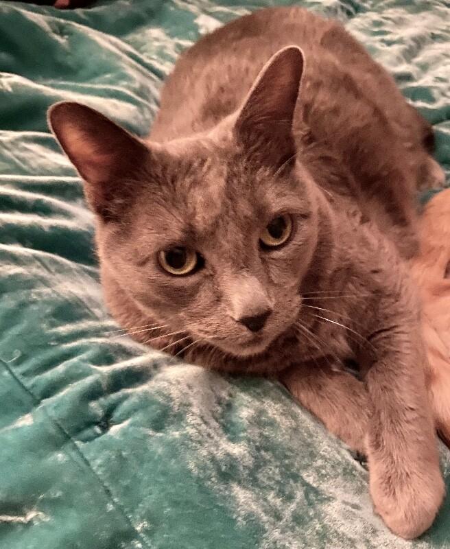 Misty BONDED with Ollie, Adoptable, Senior Female Russian Blue.