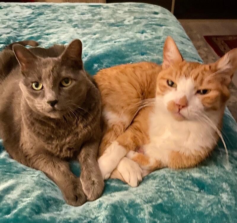 Enlarge Misty BONDED with Ollie, a Adoptable mixed breed in Anthem, AZ image 2/5