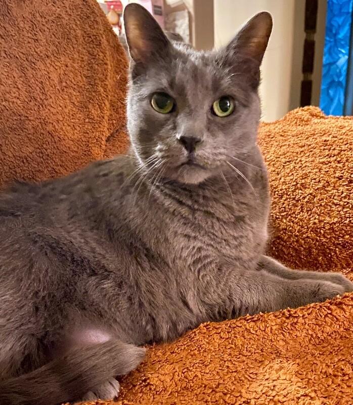 Enlarge Misty BONDED with Ollie, a Adoptable mixed breed in Anthem, AZ image 3/5