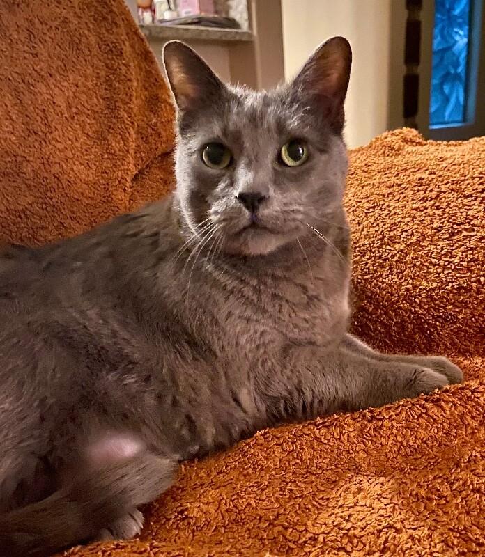 Enlarge Misty BONDED with Ollie, a Adoptable mixed breed in Anthem, AZ image 4/5