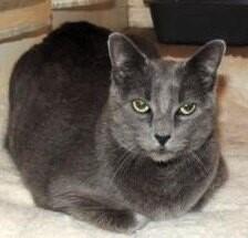 Enlarge Misty BONDED with Ollie, a Adoptable mixed breed in Anthem, AZ image 5/5