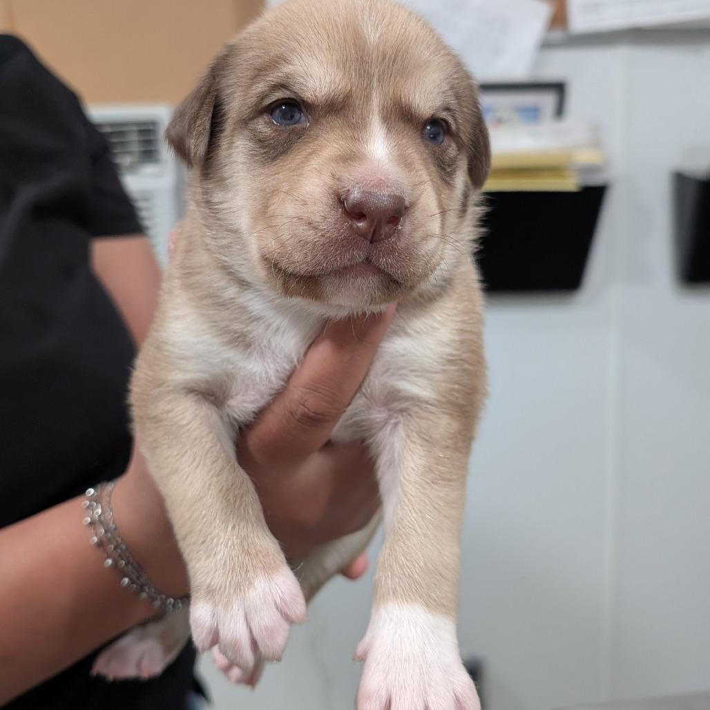 Enlarge L pup 7, a Adoptable mixed breed in Buchanan Dam, TX image 1/3