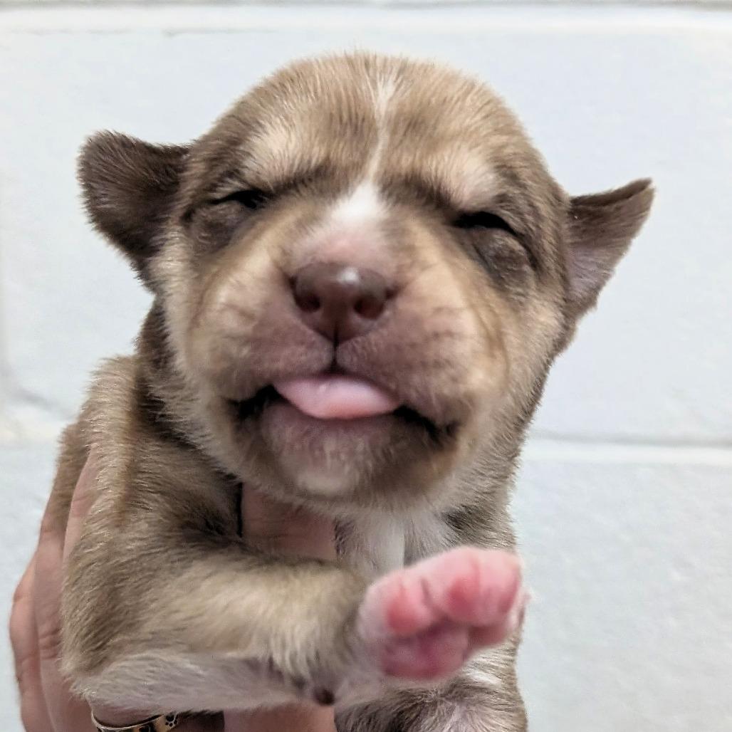 Enlarge L pup 7, a Adoptable mixed breed in Buchanan Dam, TX image 2/3