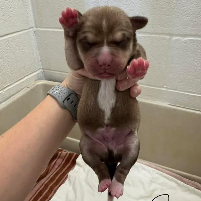 Enlarge L pup 7, a Adoptable mixed breed in Buchanan Dam, TX image 3/3