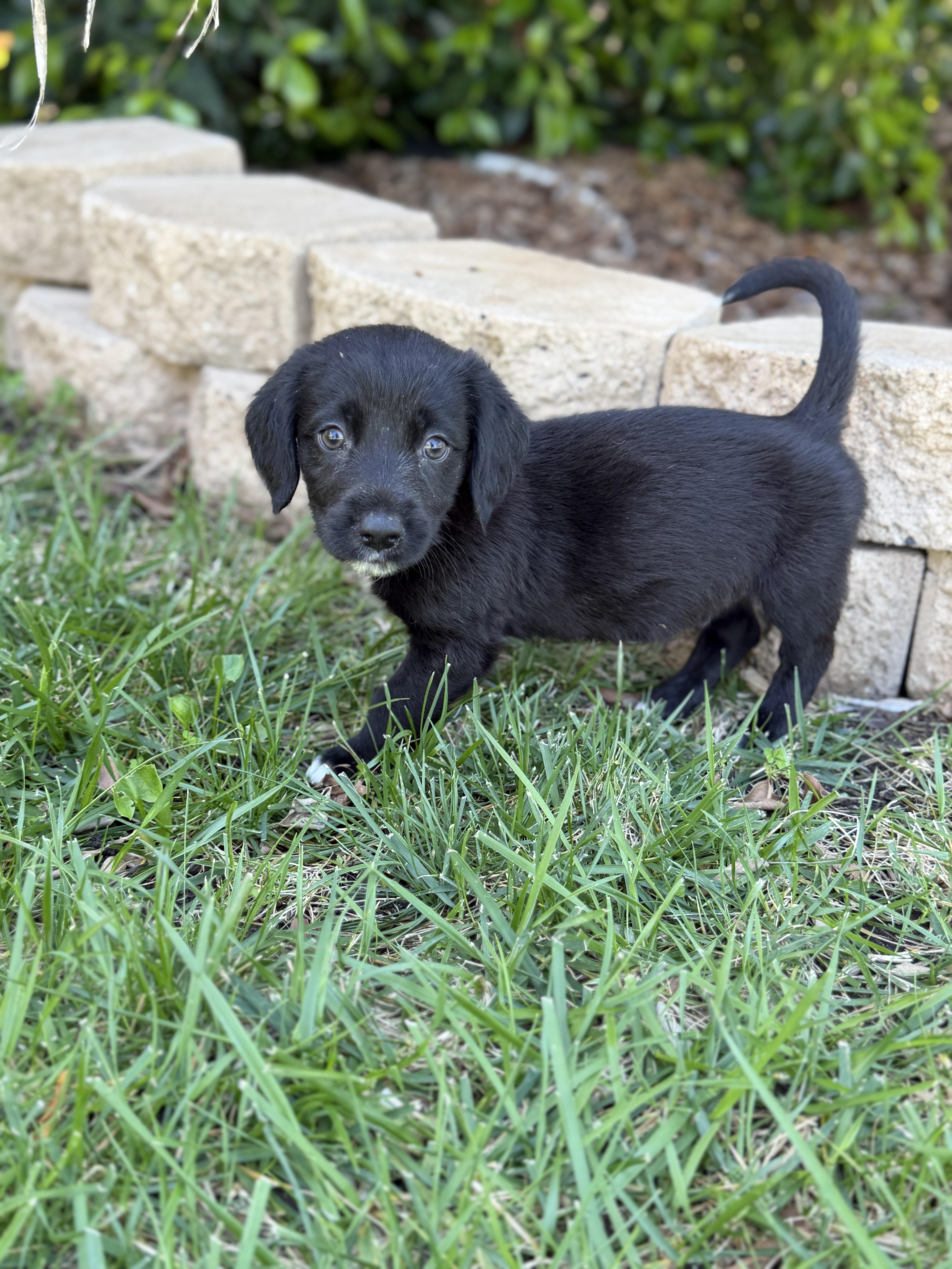 Piano, Adoptable, Puppy Male English Springer Spaniel & Cattle Dog.