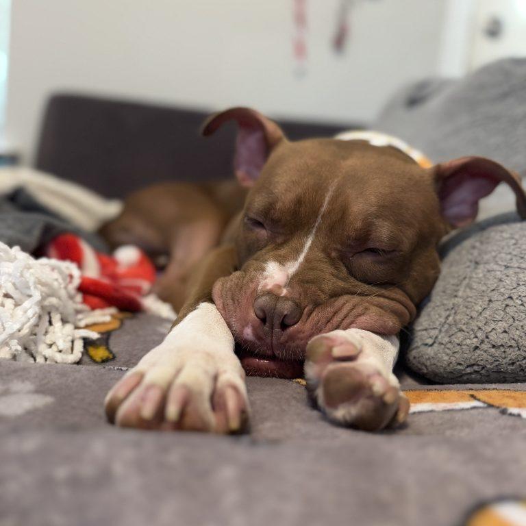 Sweet Honeybun, a Adoptable mixed breed in Durham, NC image 1/6