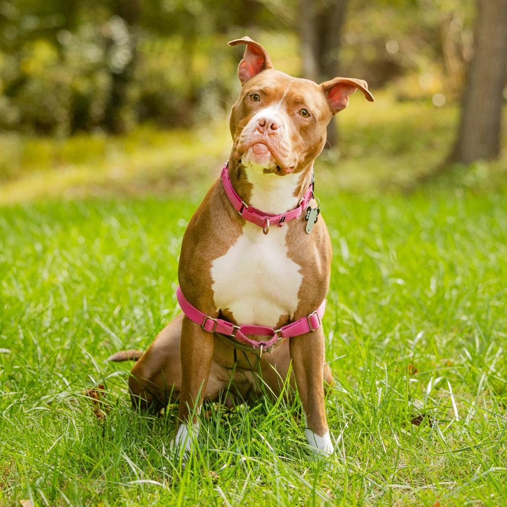 Sweet Honeybun, a Adoptable mixed breed in Durham, NC image 2/6