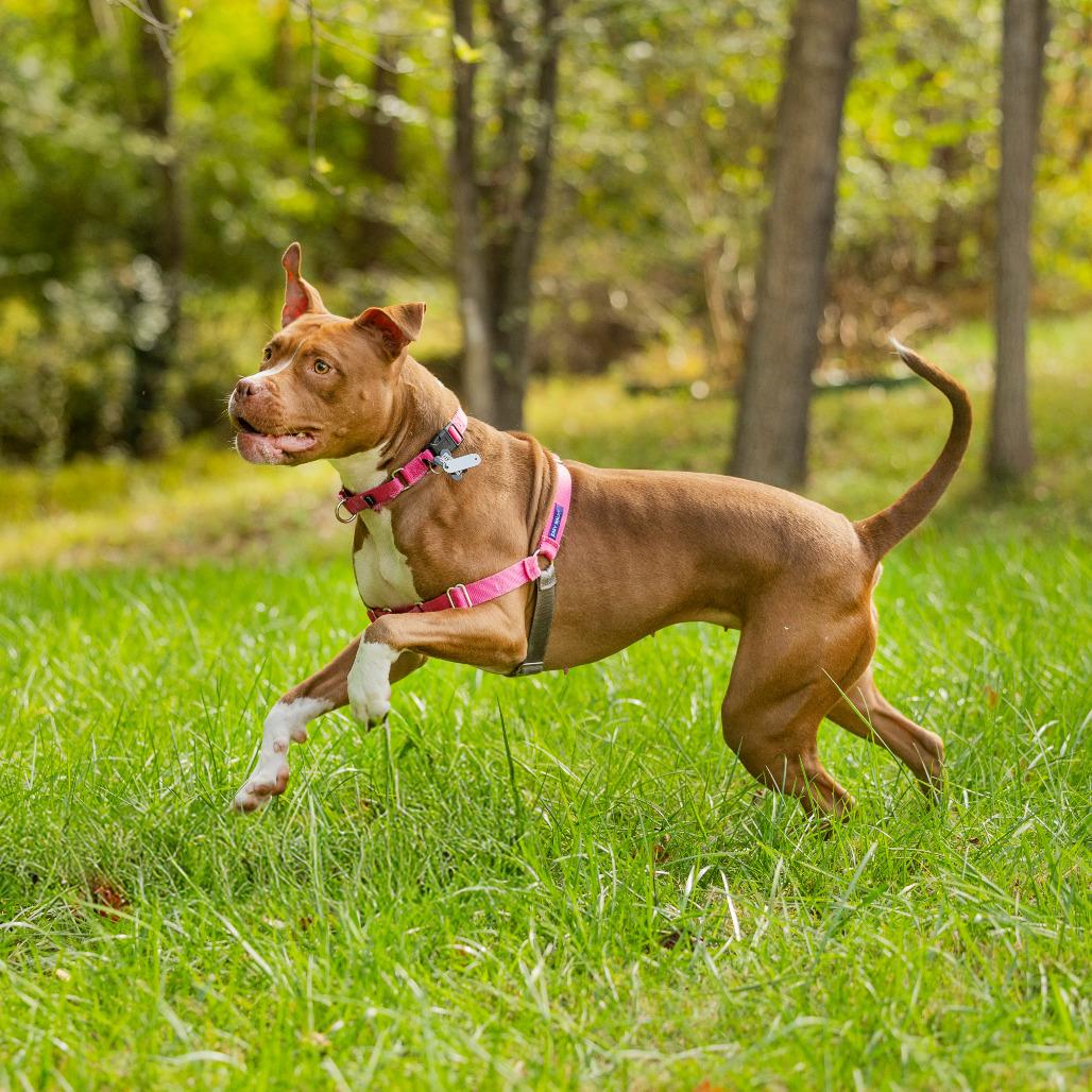 Sweet Honeybun, a Adoptable mixed breed in Durham, NC image 3/6