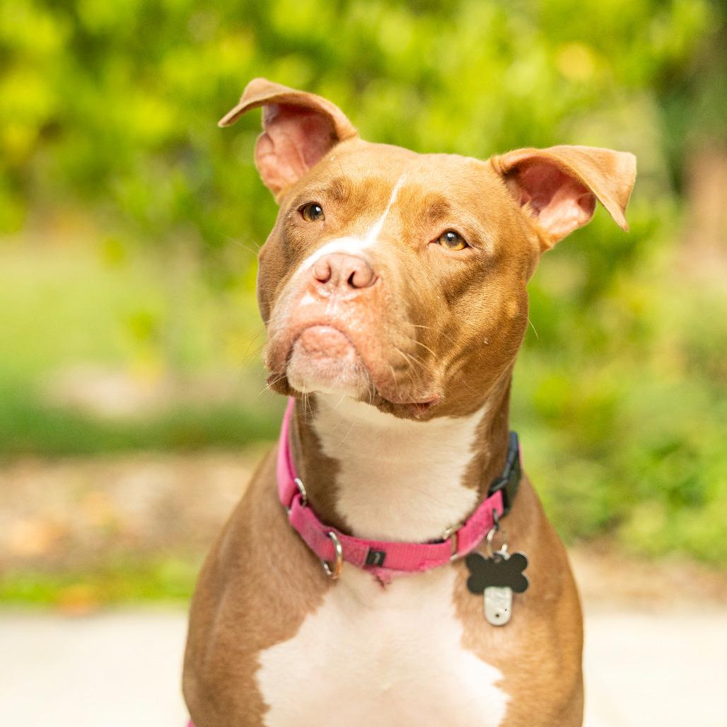 Sweet Honeybun, a Adoptable mixed breed in Durham, NC image 4/6