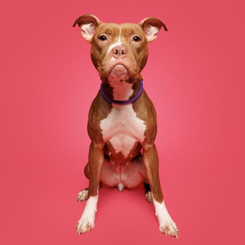 Sweet Honeybun, a Adoptable mixed breed in Durham, NC image 5/6