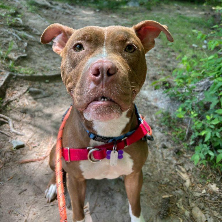 Sweet Honeybun, a Adoptable mixed breed in Durham, NC image 6/6