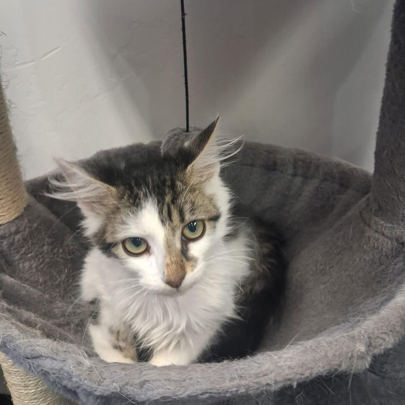 Enlarge Scott, a ADOPTABLE Domestic Medium Hair in Roosevelt, UT image 4/4