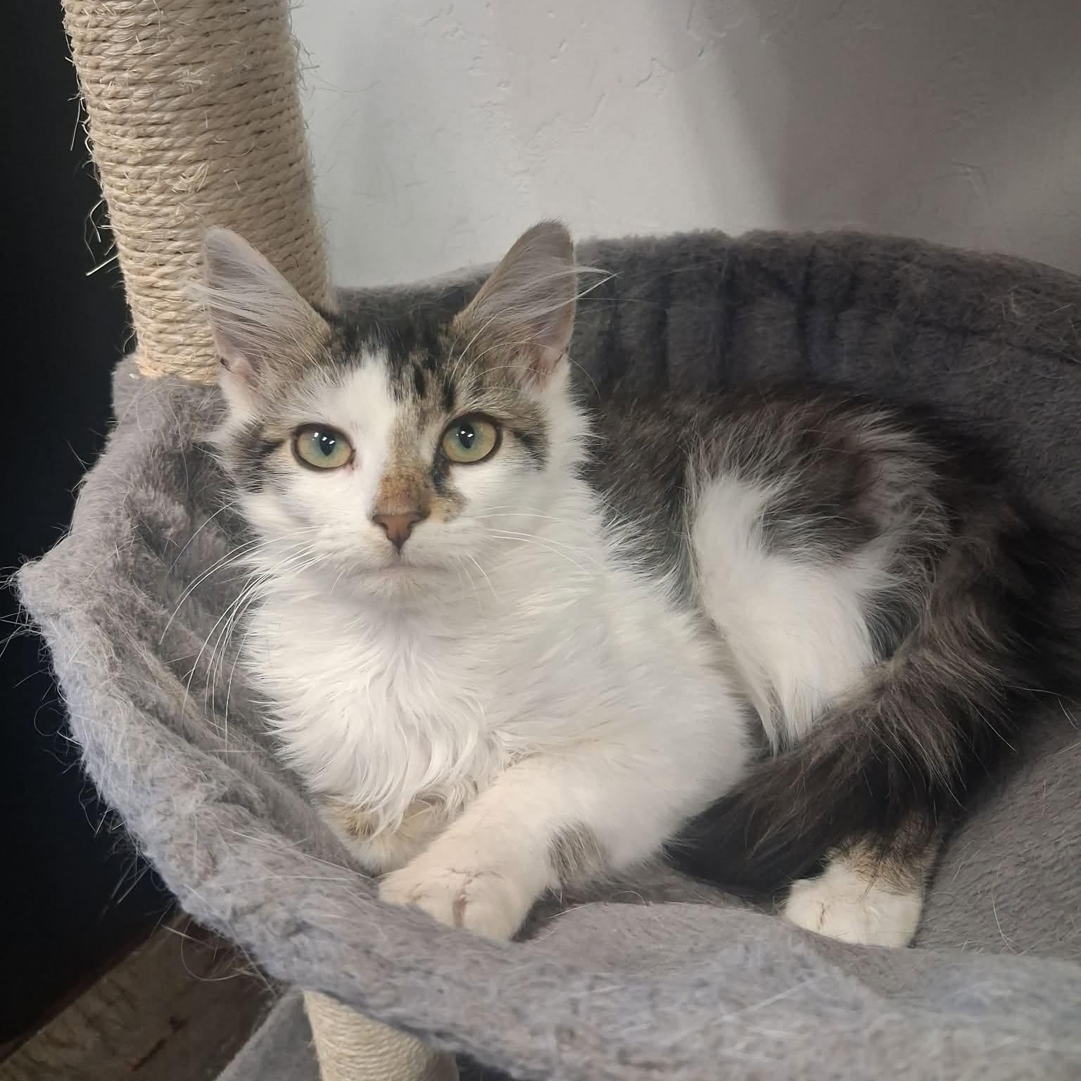 Enlarge Scott, a ADOPTABLE Domestic Medium Hair in Roosevelt, UT image 2/4