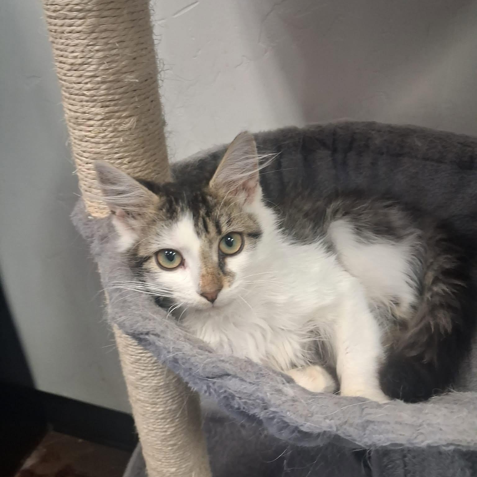 Scott, ADOPTABLE, Young Male Domestic Medium Hair.