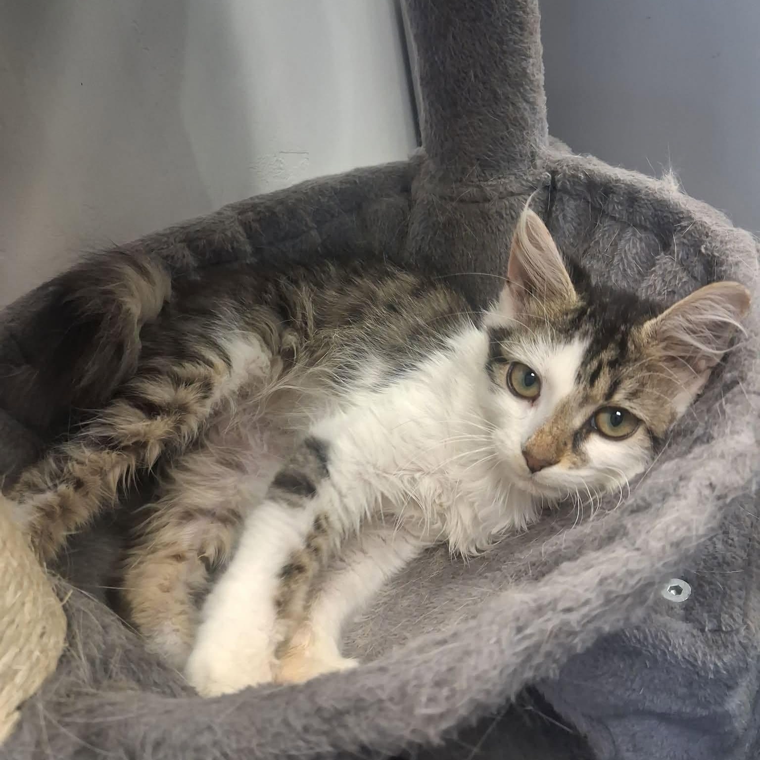 Enlarge Scott, a ADOPTABLE Domestic Medium Hair in Roosevelt, UT image 3/4