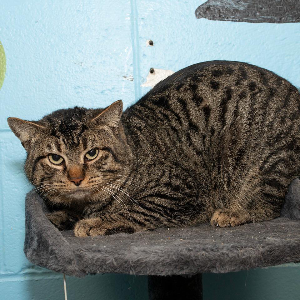 Enlarge Pepper, a Adoptable Domestic Short Hair in Troy, OH image 1/2