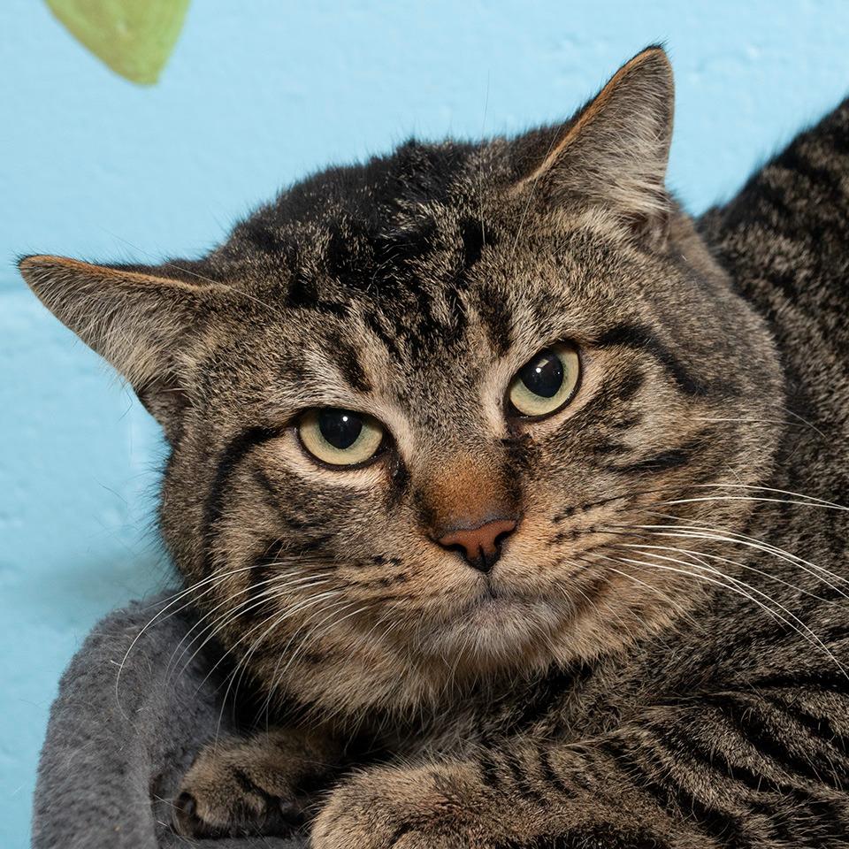 Enlarge Pepper, a Adoptable Domestic Short Hair in Troy, OH image 2/2