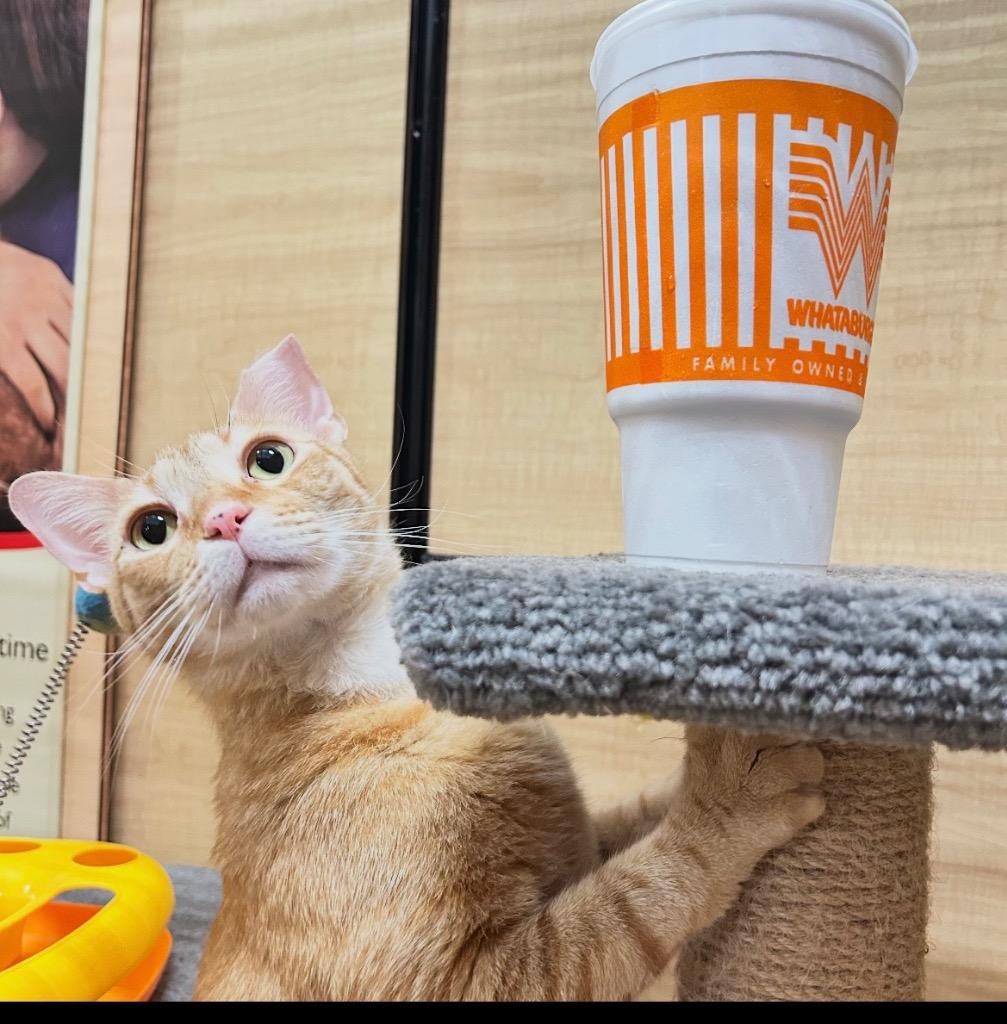 Enlarge Ginger Boy, a Adoptable mixed breed in Spring, TX image 3/5