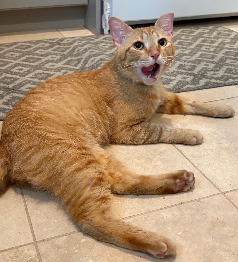 Ginger Boy, a Adoptable mixed breed in Spring, TX image 3/4