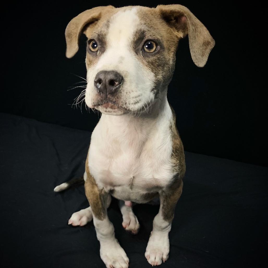 Virgil Lee, Adoptable, Puppy Male Pit Bull Terrier & Mixed Breed.