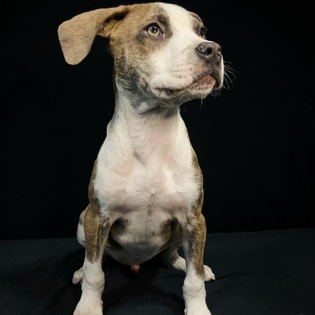 Enlarge Virgil Lee, a Adoptable mixed breed in Cabot, AR image 2/4