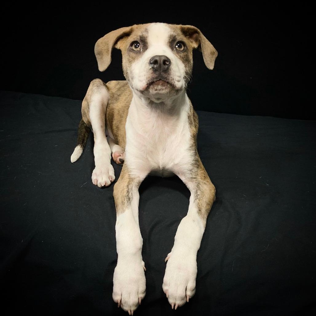 Enlarge Virgil Lee, a Adoptable mixed breed in Cabot, AR image 3/4