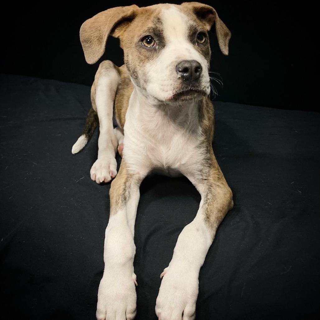 Enlarge Virgil Lee, a Adoptable mixed breed in Cabot, AR image 4/4