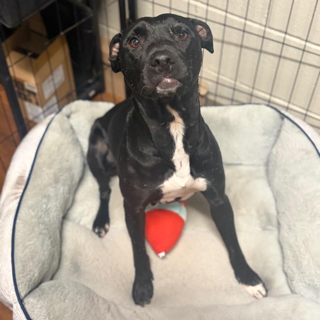Enlarge Licorice Lady, a Adoptable Mixed Breed in Milton, FL image 1/5