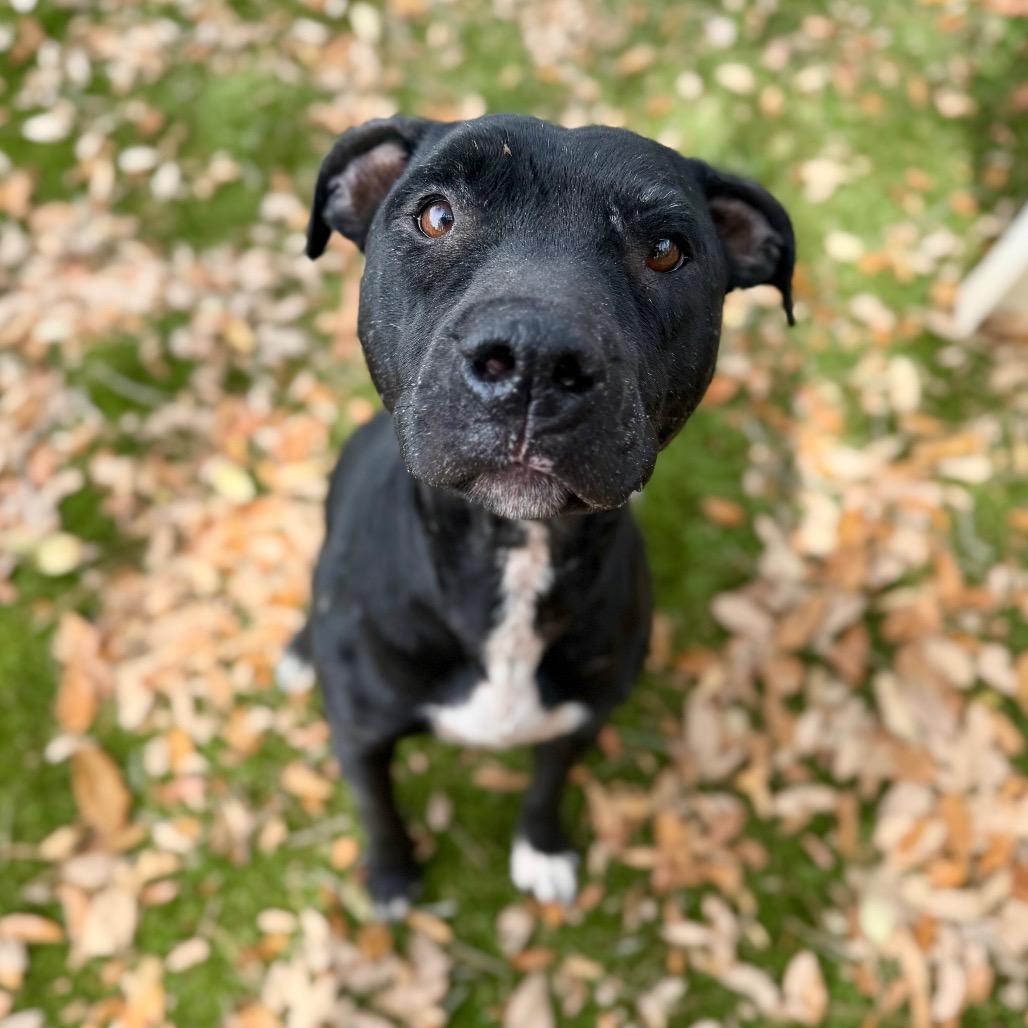 Enlarge Licorice Lady, a Adoptable Mixed Breed in Milton, FL image 1/1