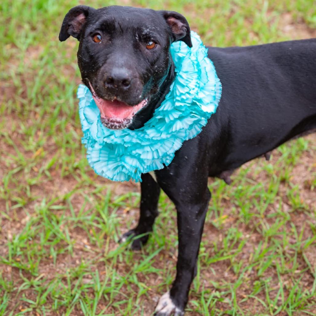 Licorice Lady, a Adoptable Mixed Breed in Milton, FL image 2/4