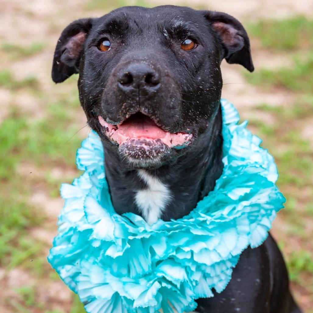Licorice Lady, a Adoptable Mixed Breed in Milton, FL image 3/4