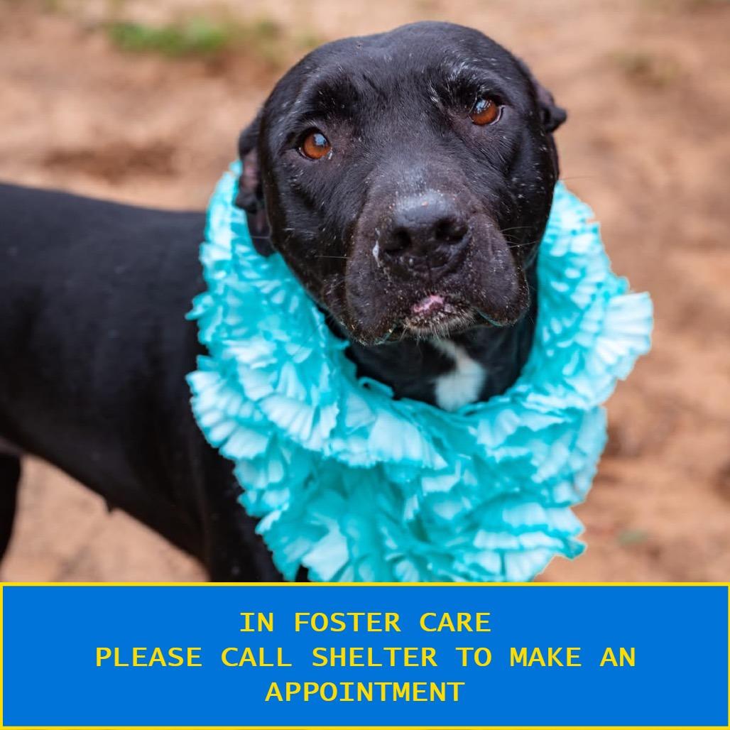 Enlarge Licorice Lady, a Adoptable Mixed Breed in Milton, FL image 4/4
