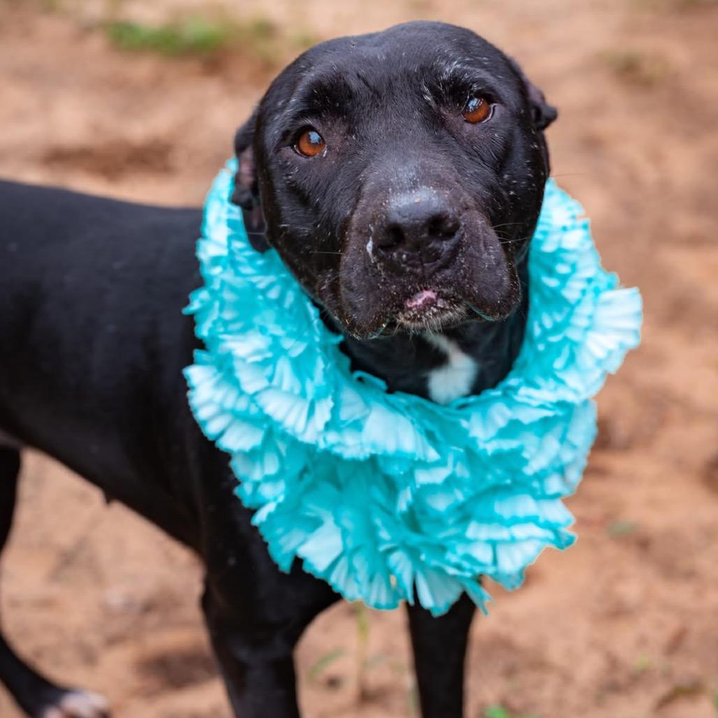 Licorice Lady, a Adoptable Mixed Breed in Milton, FL image 4/4