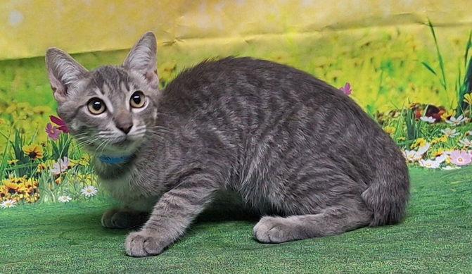 250744  Turbo, Adoptable, Young Male Domestic Short Hair.