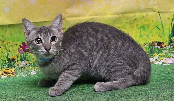 Enlarge 250744  Turbo, a Adoptable Domestic Short Hair in Wetumpka, AL image 2/3