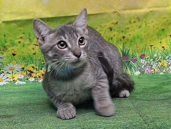 Enlarge 250744  Turbo, a Adoptable Domestic Short Hair in Wetumpka, AL image 3/3