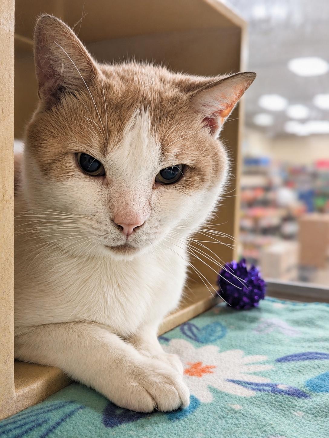 Cheeks, ADOPTABLE, Young Male Domestic Short Hair.
