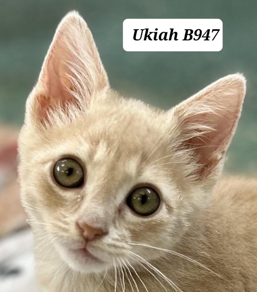 Ukiah, ADOPTABLE, Kitten Male Domestic Short Hair.