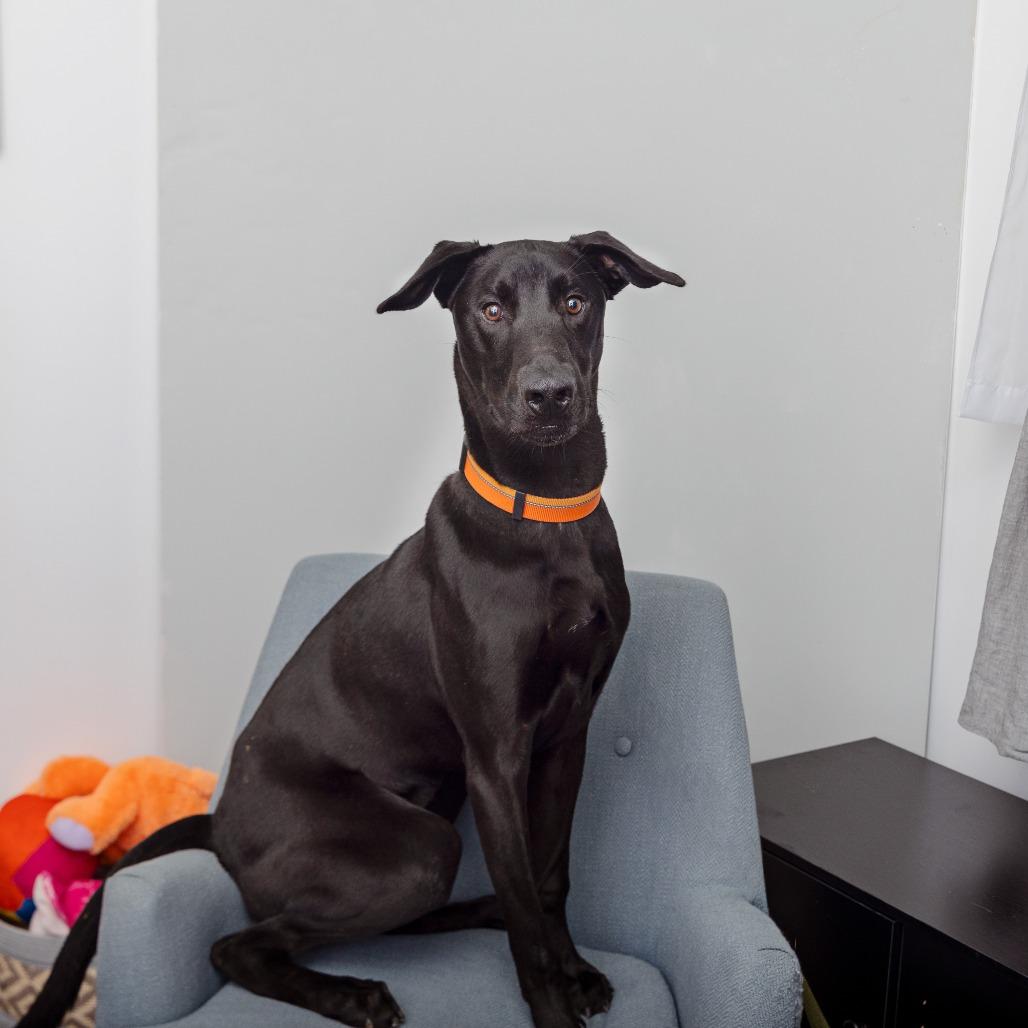 Coco Puff, Adoptable, Young Male Labrador Retriever.