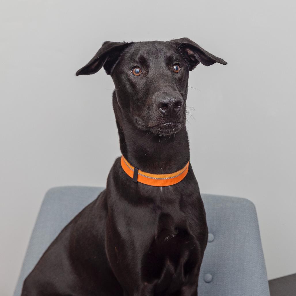 Coco Puff, a Adoptable Labrador Retriever in League City, TX image 2/2