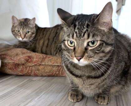 Enlarge Zack, a Adoptable Domestic Short Hair in Washington, DC image 2/3