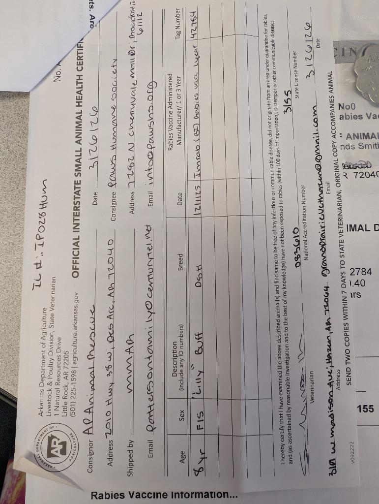 Enlarge Lilly, a Adopted mixed breed in Rockford, IL image 1/5