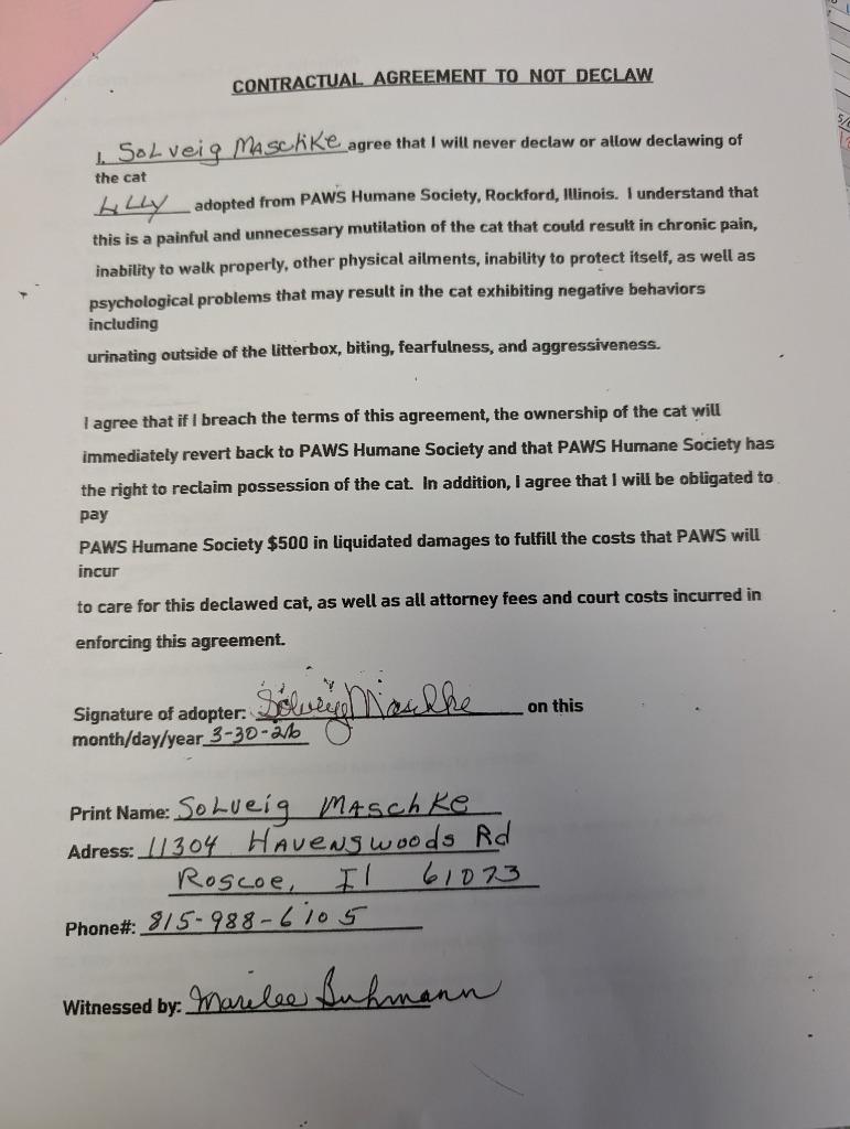 Enlarge Lilly, a Adopted mixed breed in Rockford, IL image 3/5