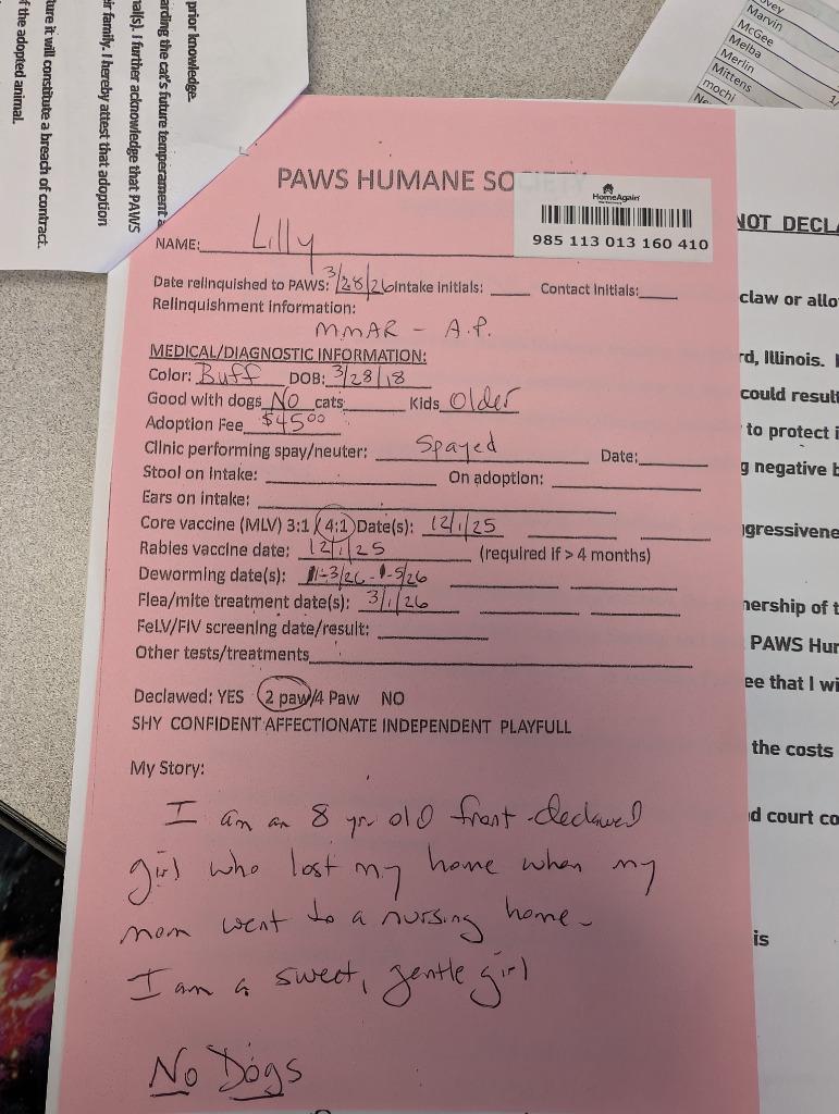 Enlarge Lilly, a Adopted mixed breed in Rockford, IL image 4/5