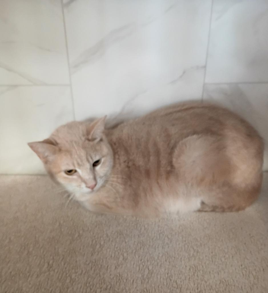 Enlarge Lilly, a Adopted mixed breed in Rockford, IL image 5/5