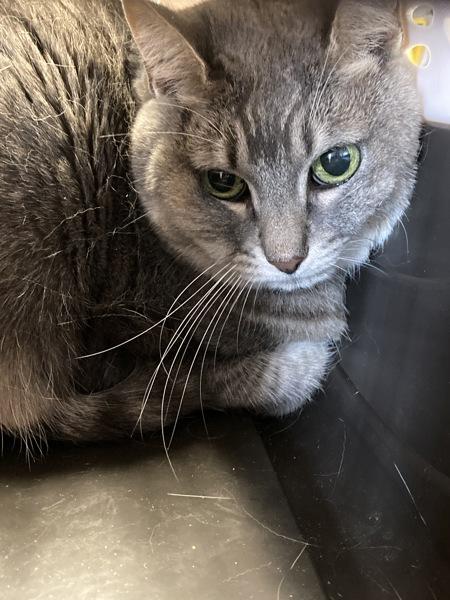 Lily, Adoptable, Senior Female Domestic Short Hair.