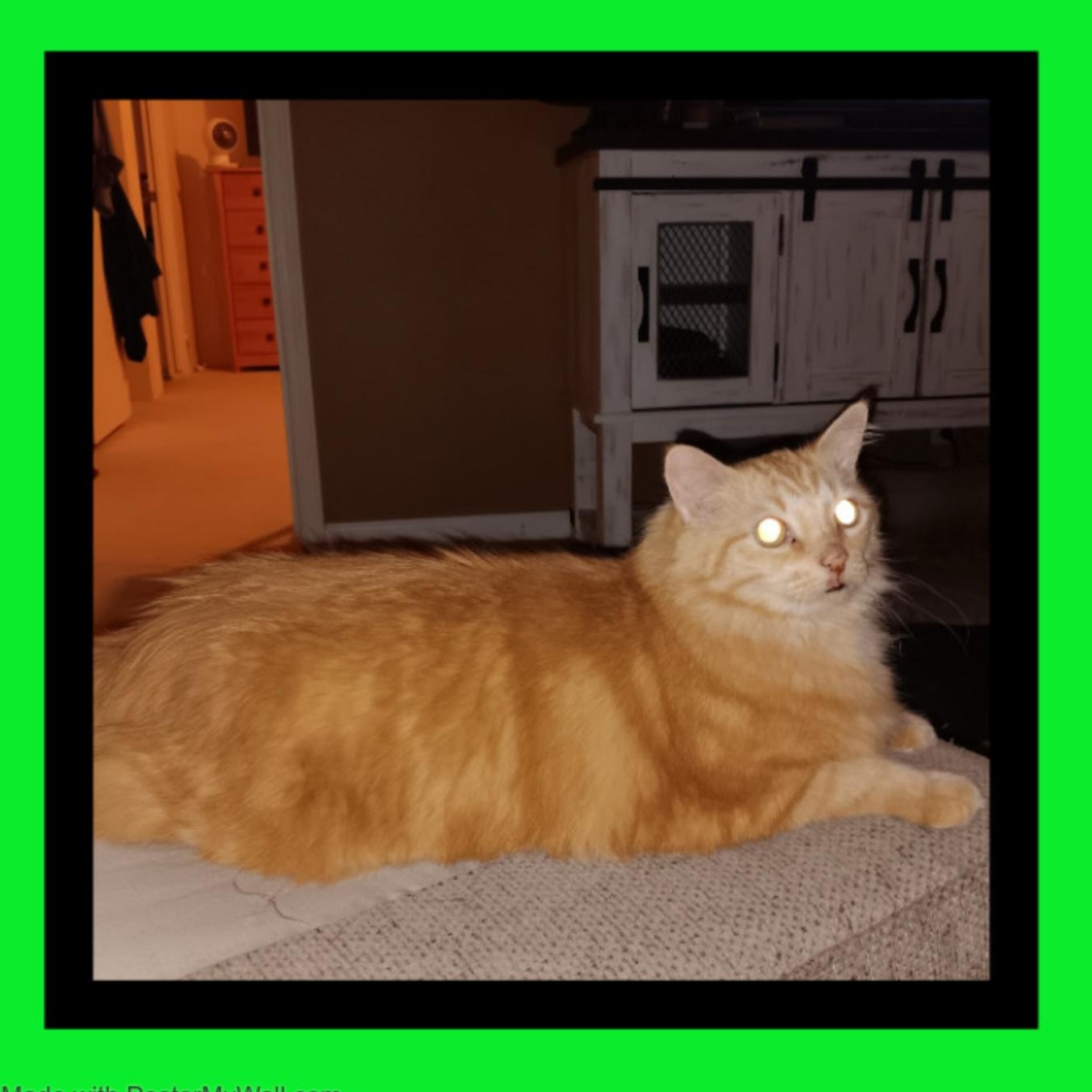 Enlarge Pumpkin Man, a Adopted mixed breed in Independence , OR image 2/6