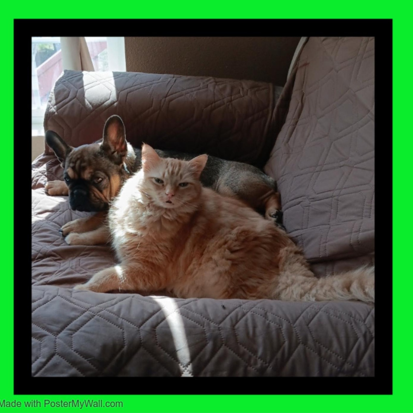 Enlarge Pumpkin Man, a Adopted mixed breed in Independence , OR image 4/6